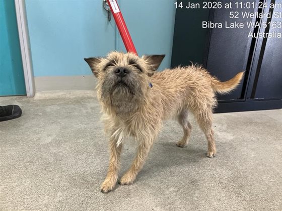 Brown and Grey  Dog, impounded 14 January 2026