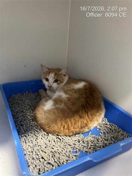 Ginger & White  Cat, impounded 15 July 2026