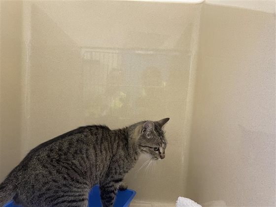 Other  Cat, impounded 04 December 2025