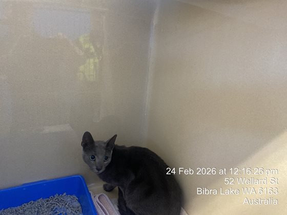 Grey  Cat, impounded 24 February 2026