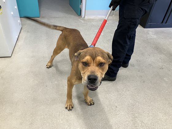 Brown and Tan  Dog, impounded 11 February 2026