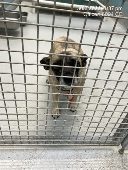 Other  Dog, impounded 30 June 2026