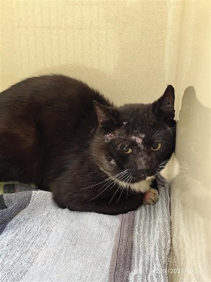 Black  Cat, impounded 12 November 2025