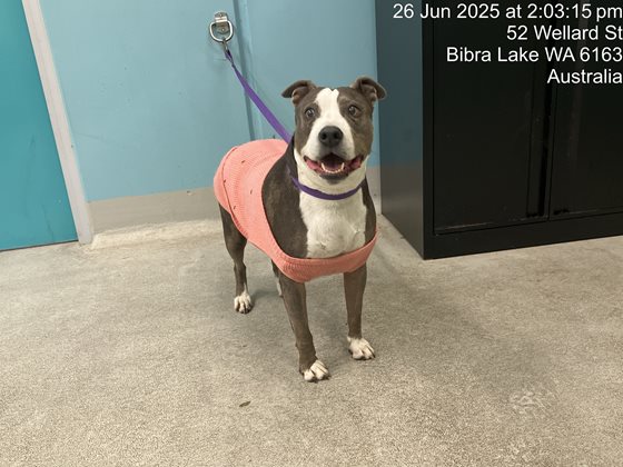 Blue and White  Dog, impounded 26 June 2025