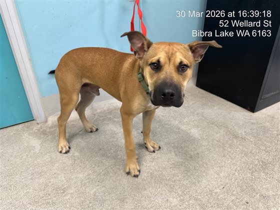 Tan  Dog, impounded 30 March 2026