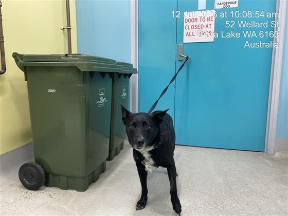 Black  Dog, impounded 12 July 2026