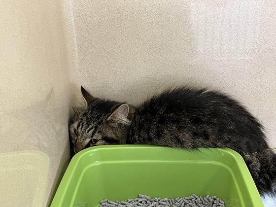 Tabby  Cat, impounded 02 June 2026