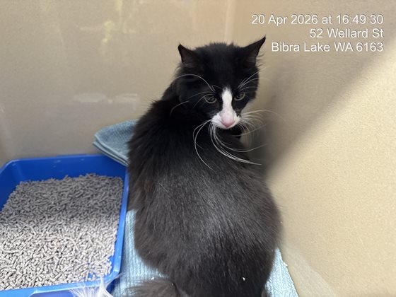 Black and White  Cat, impounded 20 April 2026