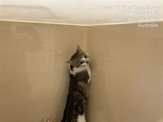 Tri-Colour  Cat, impounded 12 November 2025