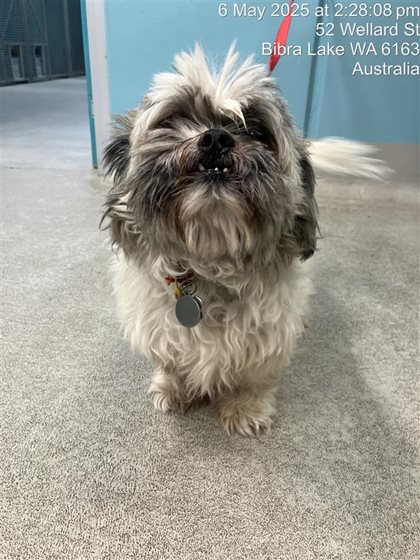 Tabby and White  Dog, impounded 06 May 2025