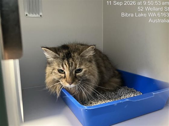 Tabby  Cat, impounded 11 September 2026
