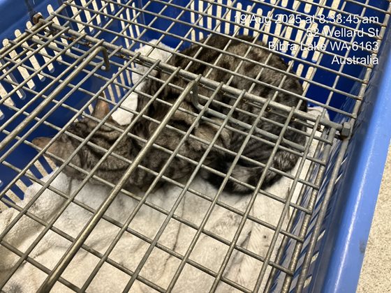 Other  Cat, impounded 19 August 2025