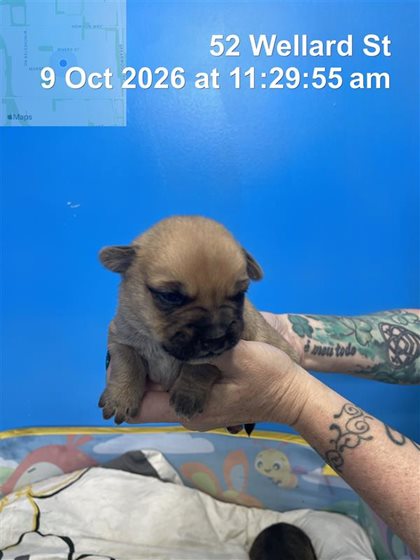 Other  Dog, impounded 09 October 2026