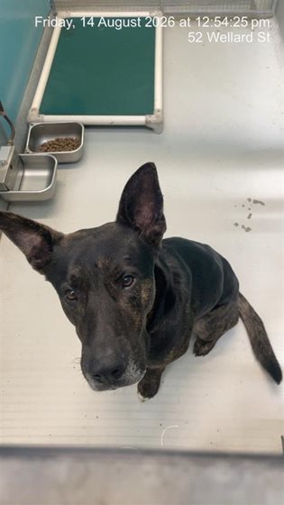 Tan  Dog, impounded 14 August 2026