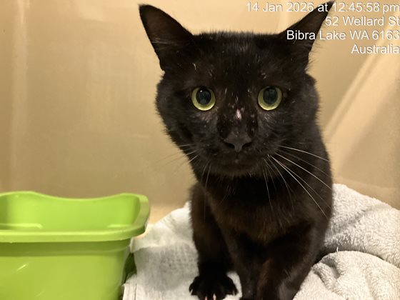 Black  Cat, impounded 14 January 2026