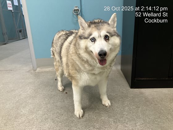 Tri-Colour  Dog, impounded 28 October 2025