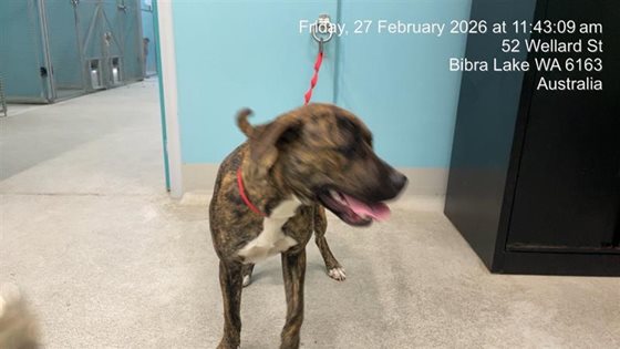 Brindle  Dog, impounded 27 February 2026