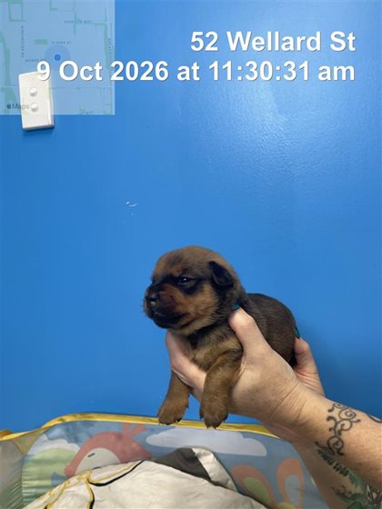 Other  Dog, impounded 09 October 2026