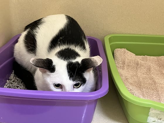 Black and White  Cat, impounded 10 July 2025