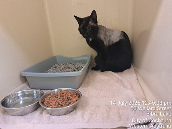 Black  Cat, impounded 14 July 2025