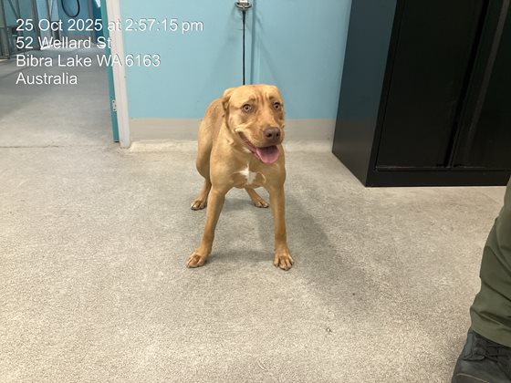 Tan  Dog, impounded 25 October 2025