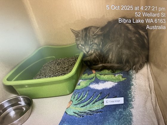 Tabby  Cat, impounded 05 October 2025