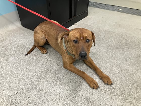 Tan and White  Dog, impounded 13 January 2026