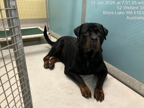 Black and Tan  Dog, impounded 31 January 2026