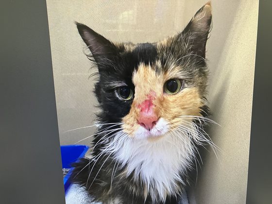 Other  Cat, impounded 14 April 2026