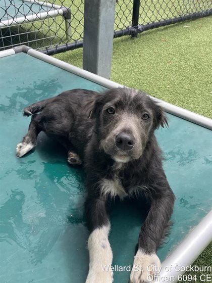 Grey  Dog, impounded 25 October 2026