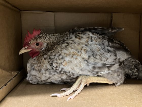 Multicolour  Other, impounded 12 January 2026