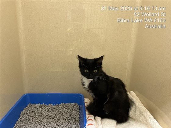 Black and White  Cat, impounded 31 May 2025
