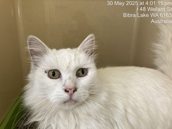 White  Cat, impounded 30 May 2025