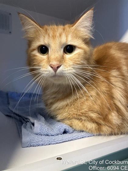 Ginger  Cat, impounded 29 October 2026