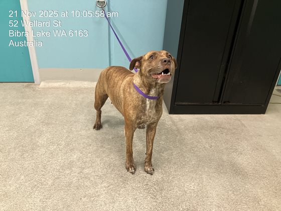 Brindle  Dog, impounded 21 November 2025