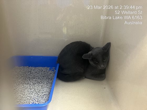 Grey  Cat, impounded 23 March 2026