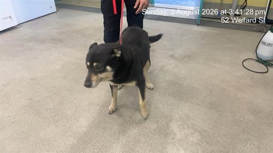 Black and White  Dog, impounded 02 August 2026