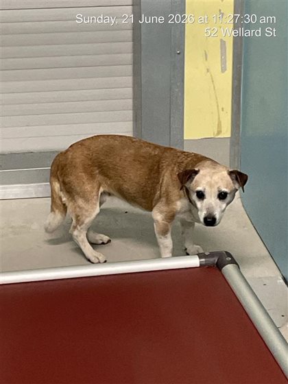 Tan and White  Dog, impounded 21 June 2026