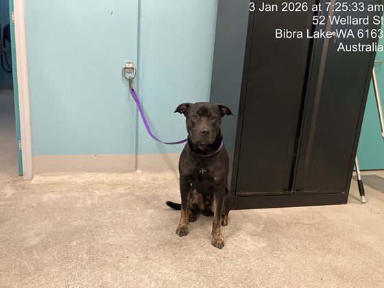 Black  Dog, impounded 03 January 2026