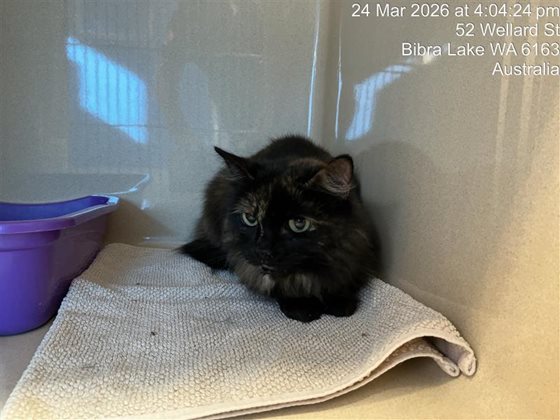 Black and Brown  Cat, impounded 24 March 2026