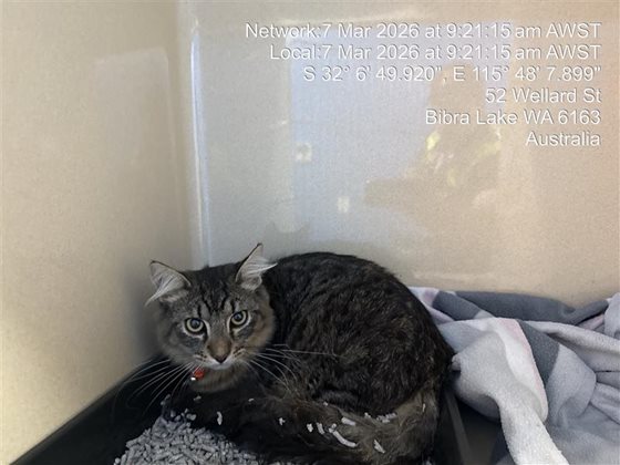 Tabby  Cat, impounded 07 March 2026