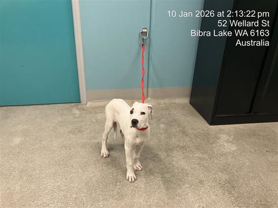 Brown and White  Dog, impounded 10 January 2026