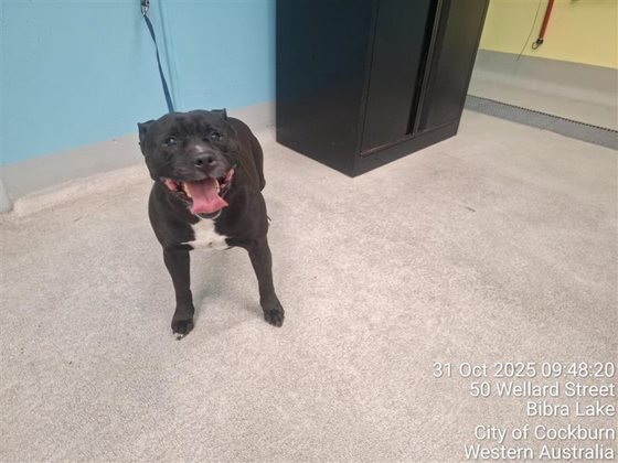 Black  Dog, impounded 31 October 2025