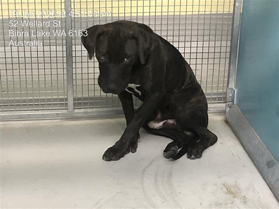 Brindle and White  Dog, impounded 19 January 2026