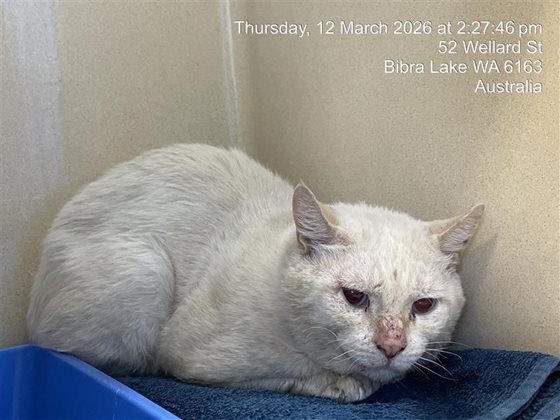 Cream  Cat, impounded 12 March 2026