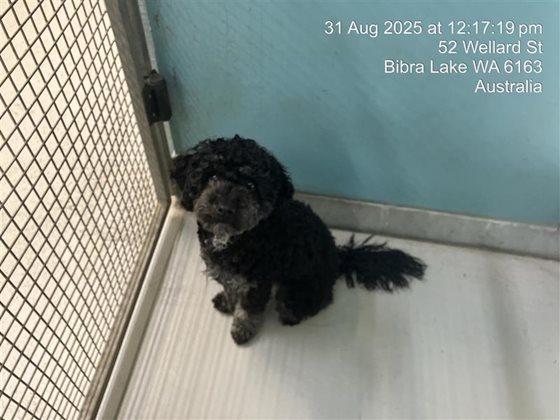 Black  Dog, impounded 31 August 2025