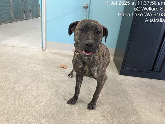 Brindle and White  Dog, impounded 11 July 2025