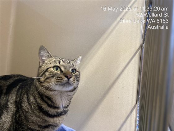 Tabby  Cat, impounded 16 May 2026