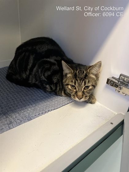 Tabby  Cat, impounded 30 August 2026