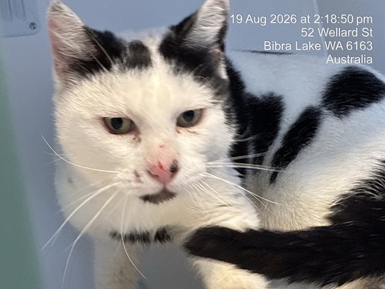 White and Black  Cat, impounded 19 August 2026